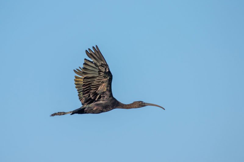 Ibis falcinelle en vol